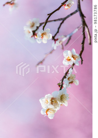 紅梅を背景にした白梅 98173786