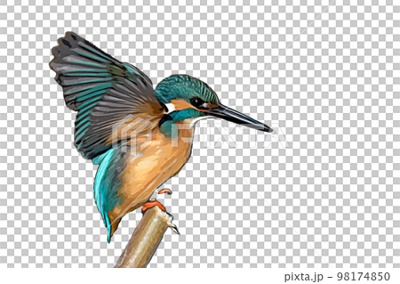 Kingfisher flight illustration transparent 98174850