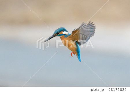 カワセミホバリング カワセミホバリング 98175023