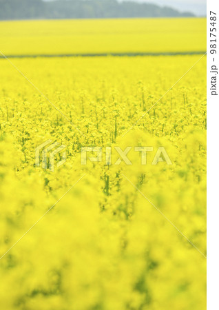 一面の菜の花畑 一面の菜の花畑 98175487