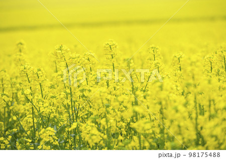 一面の菜の花畑 98175488