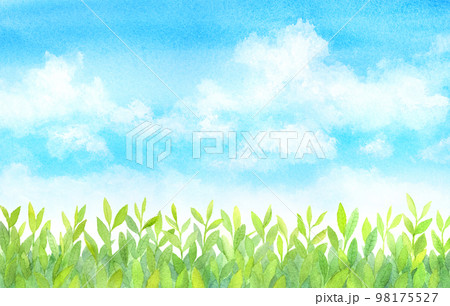 青空に茶畑の水彩画 98175527