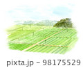 茶畑の水彩画　俯瞰 98175529