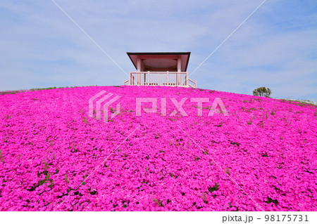満開の芝桜 98175731