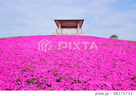 満開の芝桜 98175733