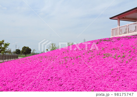 満開の芝桜 98175747