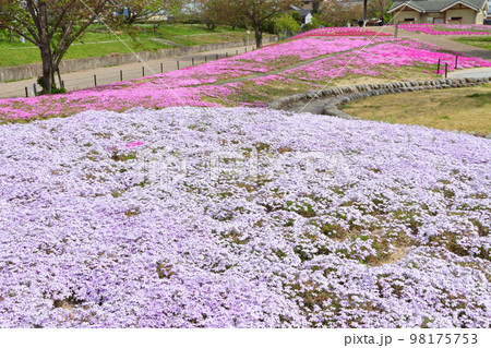 満開の芝桜 98175753