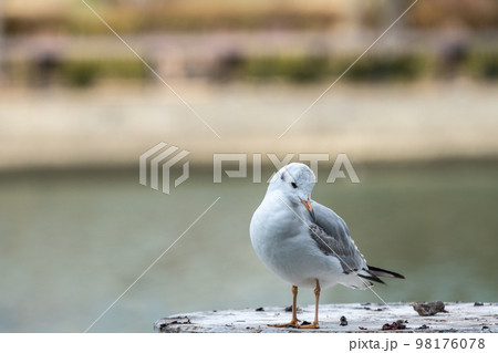 ユリカモメ 98176078