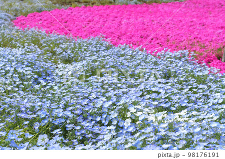 満開のネモフィラと芝桜 98176191