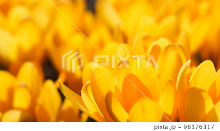 Abstract floral background, yellow crocus flowers. Macro flowers backdrop for holiday brand design Abstract floral background, yellow crocus flowers. Macro flowers backdrop for holiday brand design 98176317