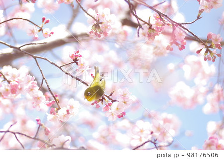 メジロと桜 メジロと桜 98176506