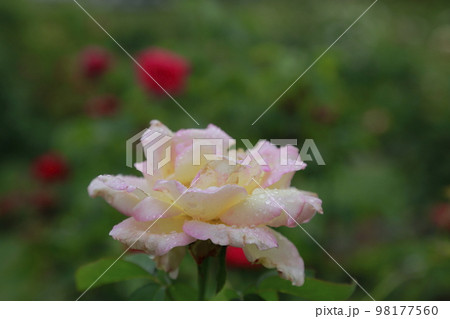荒尾市 おもやい市民花壇 バラの花、 荒尾市 おもやい市民花壇 バラの花、 98177560