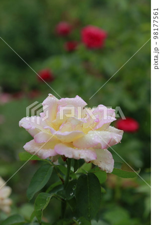 荒尾市 おもやい市民花壇 バラの花、 荒尾市 おもやい市民花壇 バラの花、 98177561