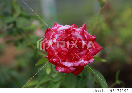 荒尾市 おもやい市民花壇 バラの花、 荒尾市 おもやい市民花壇 バラの花、 98177595