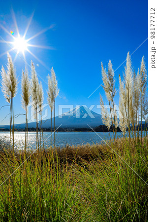 日本の風景 冬晴れのパンパスグラス越しに観る富士山 山梨県河口湖町 日本の風景 冬晴れのパンパスグラス越しに観る富士山 山梨県河口湖町 98177712
