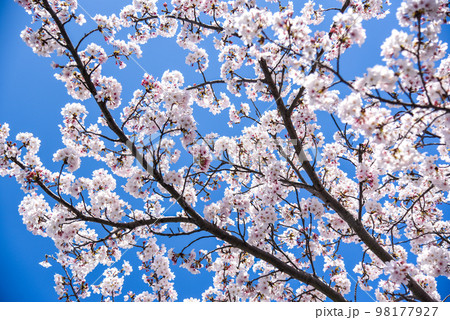 満開の桜 98177927