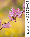 菜の花をバックに咲く美しい河津桜 98178005