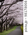 奥行きのあるトンネル桜の遊歩道 98178008
