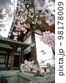 桜の裏側から撮るお寺 98178009