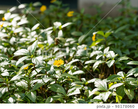 Thymophyllia, the beautiful little yellow flower. 98178060