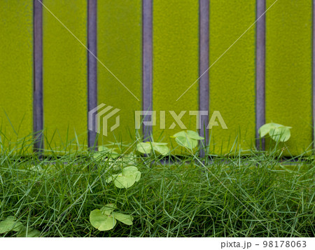 Green wall with straight stripes and grass. 98178063