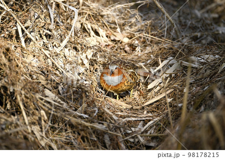 コジュケイ 98178215