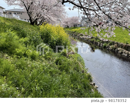川沿いの満開の桜並木 98178352