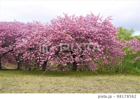 磐梯山の天鏡台。猪苗代湖を見渡す桜の名所昭和の森です。 98178562