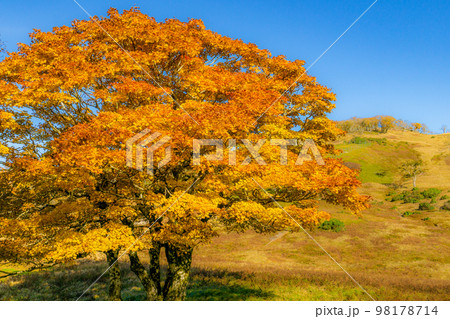 滋賀県の御池岳の紅葉 滋賀県の御池岳の紅葉 98178714