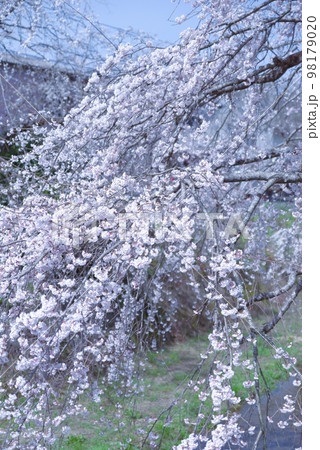 しだれ桜　内子町　郷の川 98179020