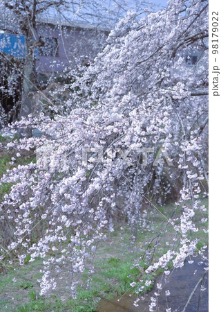 しだれ桜　内子町　郷の川 98179022
