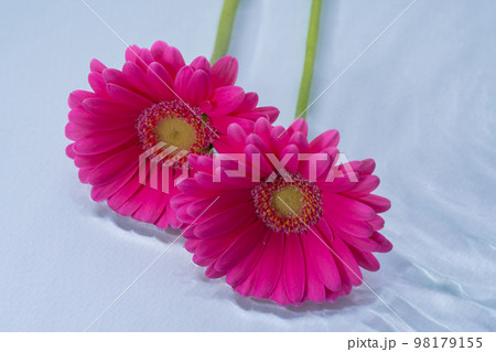 生花　ガーベラ 98179155