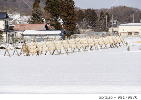 雪原に大量に干してある大根　山形県山形市 98179870