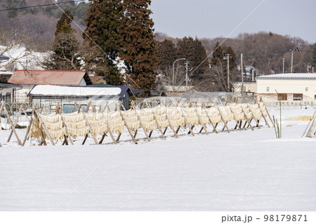 雪原に大量に干してある大根　山形県山形市 98179871
