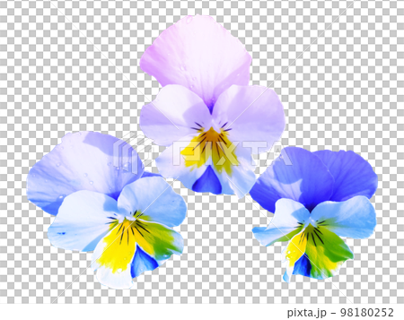 pansy cutout pansy cutout 98180252