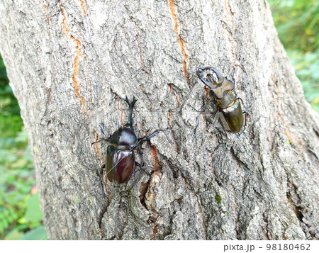 カブトムシ クワガタムシ ミヤマクワガタ 夏休み 子供 カブトムシ クワガタムシ ミヤマクワガタ 夏休み 子供 98180462