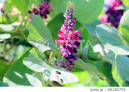 クズの花 クズの花 98180705