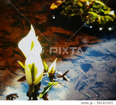 春の陽ざしを浴びて咲く水芭蕉 98181091