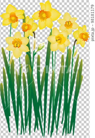 水仙の花のイラスト素材 [98181179] - PIXTA