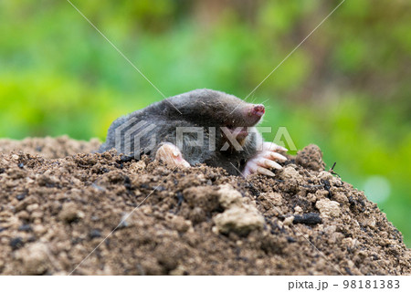 European mole crawling out of molehill above ground, showing strong front feet used for digging underground tunnels European mole crawling out of molehill above ground, showing strong front feet used for digging underground tunnels 98181383