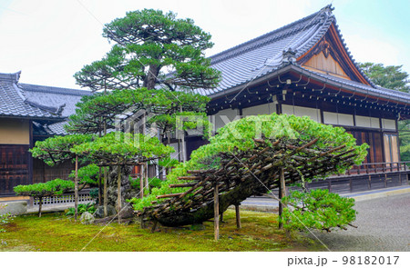 京都、鹿苑寺の陸舟の松 98182017
