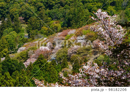 吉野　桜 98182206