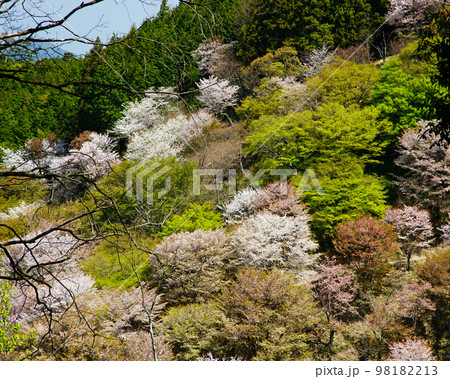 吉野 桜 吉野 桜 98182213