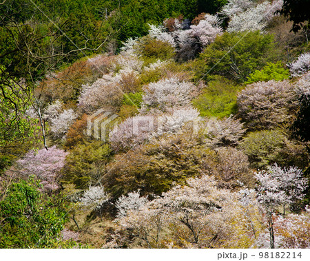 吉野 桜 吉野 桜 98182214