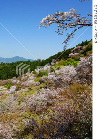 吉野 桜 吉野 桜 98182221