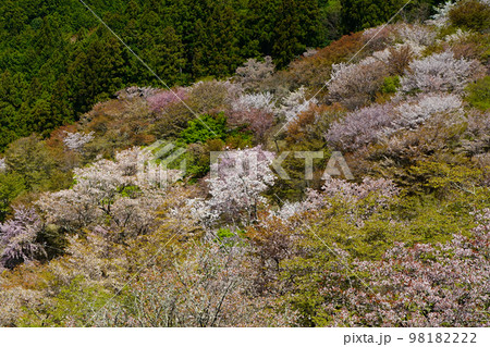 吉野 桜 吉野 桜 98182222