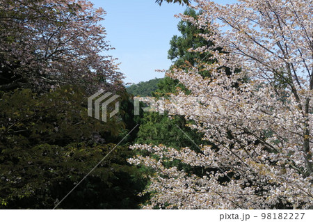 吉野　桜 98182227