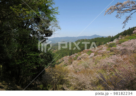 吉野 桜 吉野 桜 98182234