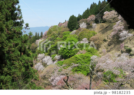 吉野　桜 98182235