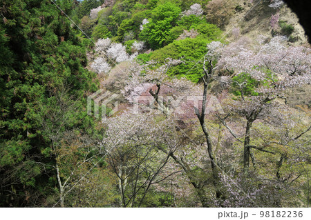 吉野 桜 吉野 桜 98182236